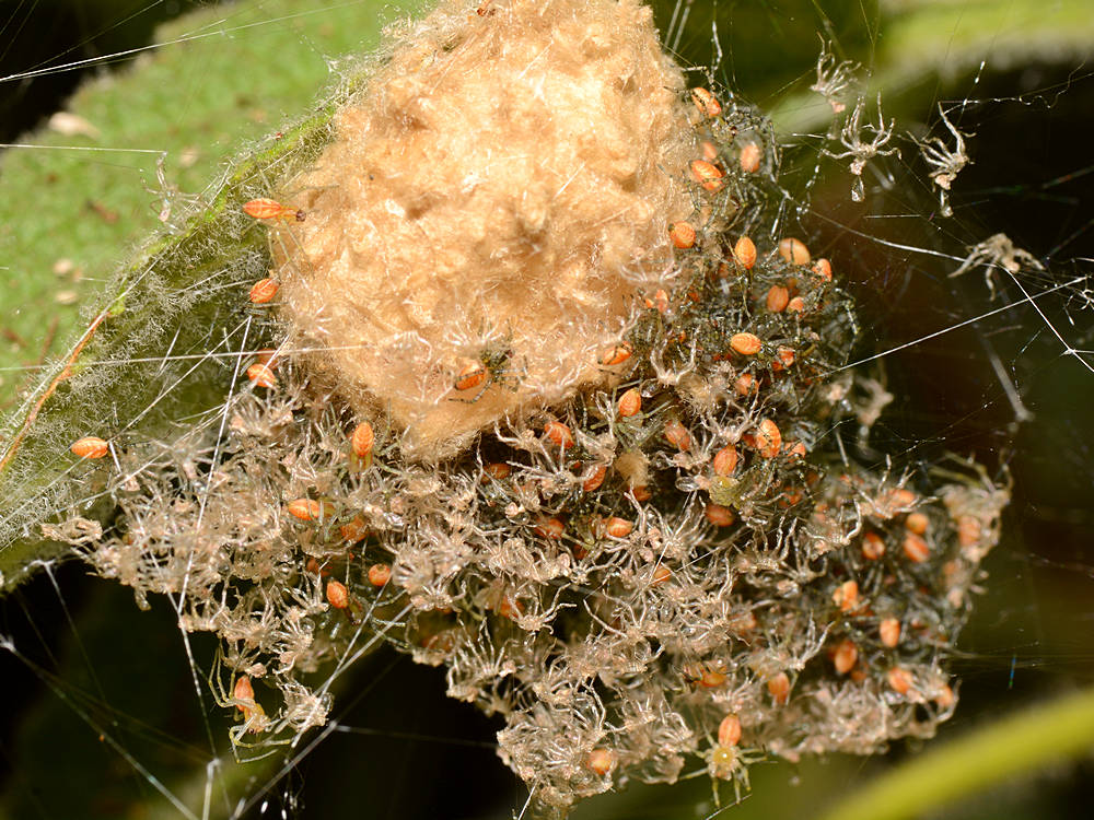 Spiders5.jpg