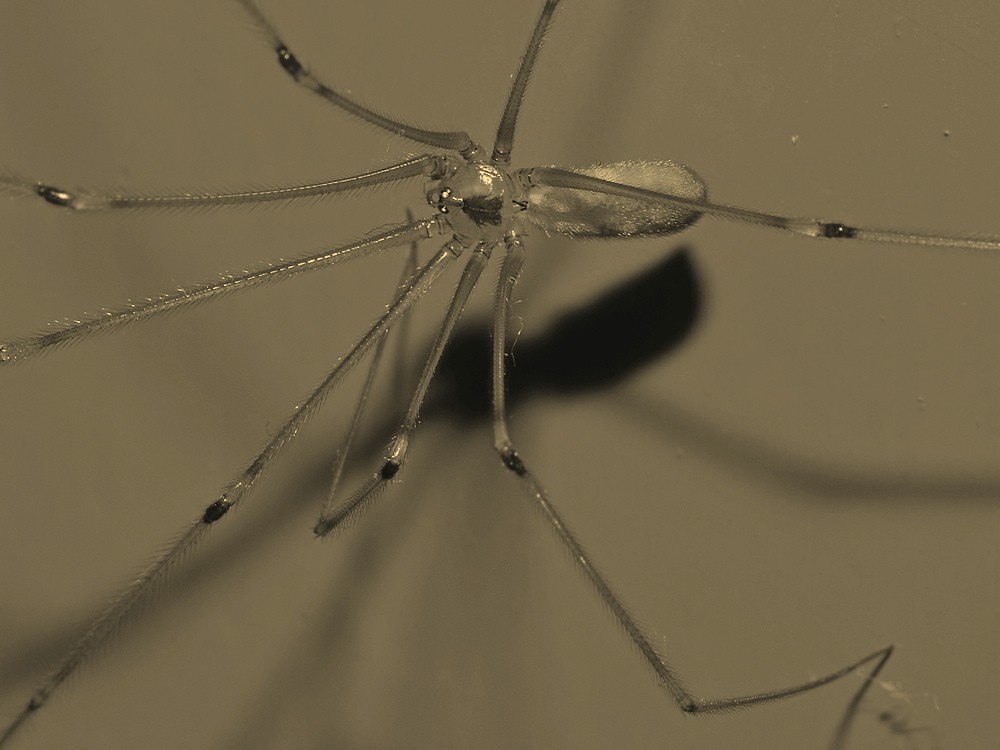 SpiderSepia.jpg