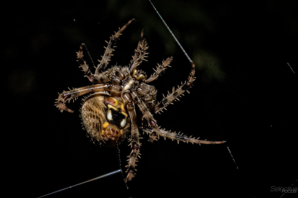 Spiderweb1.jpg
