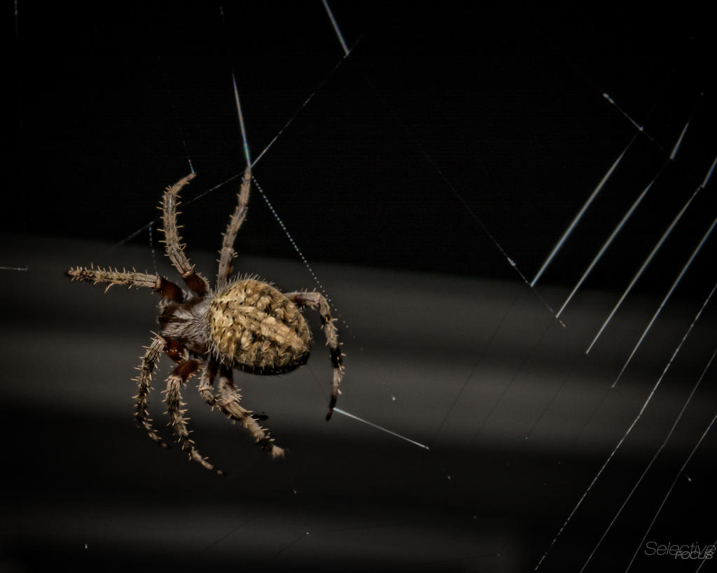 Spiderweb2.jpg