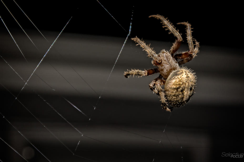 Spiderweb3.jpg