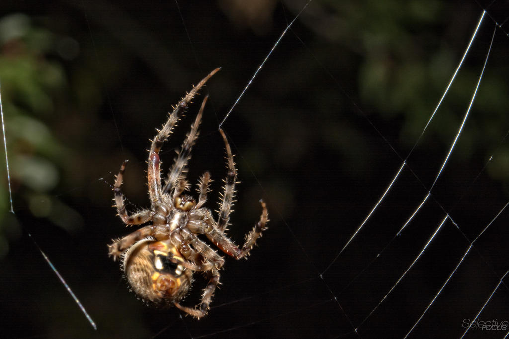 Spiderweb4.jpg