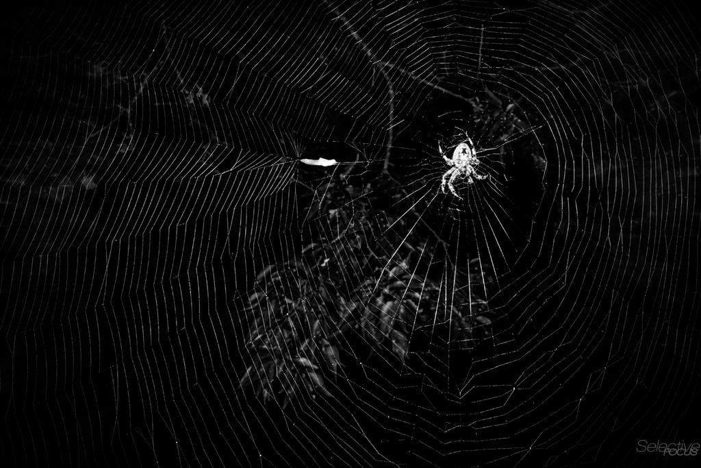 Spiderweb5.jpg