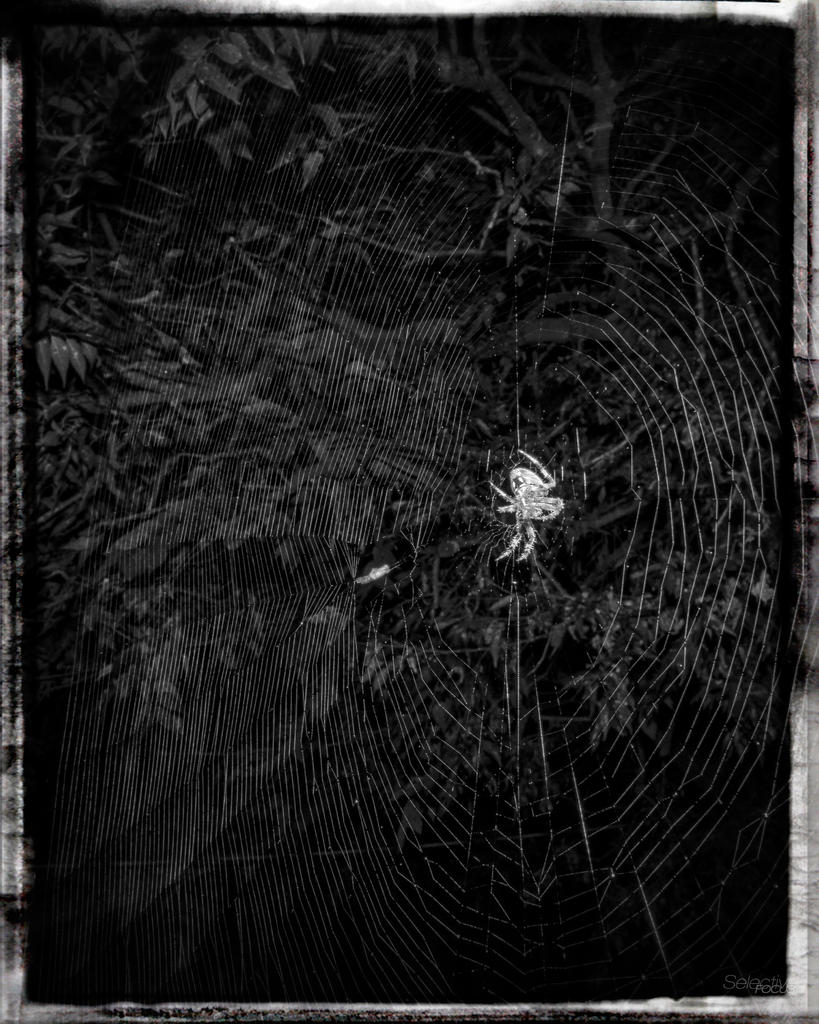 Spiderweb6.jpg