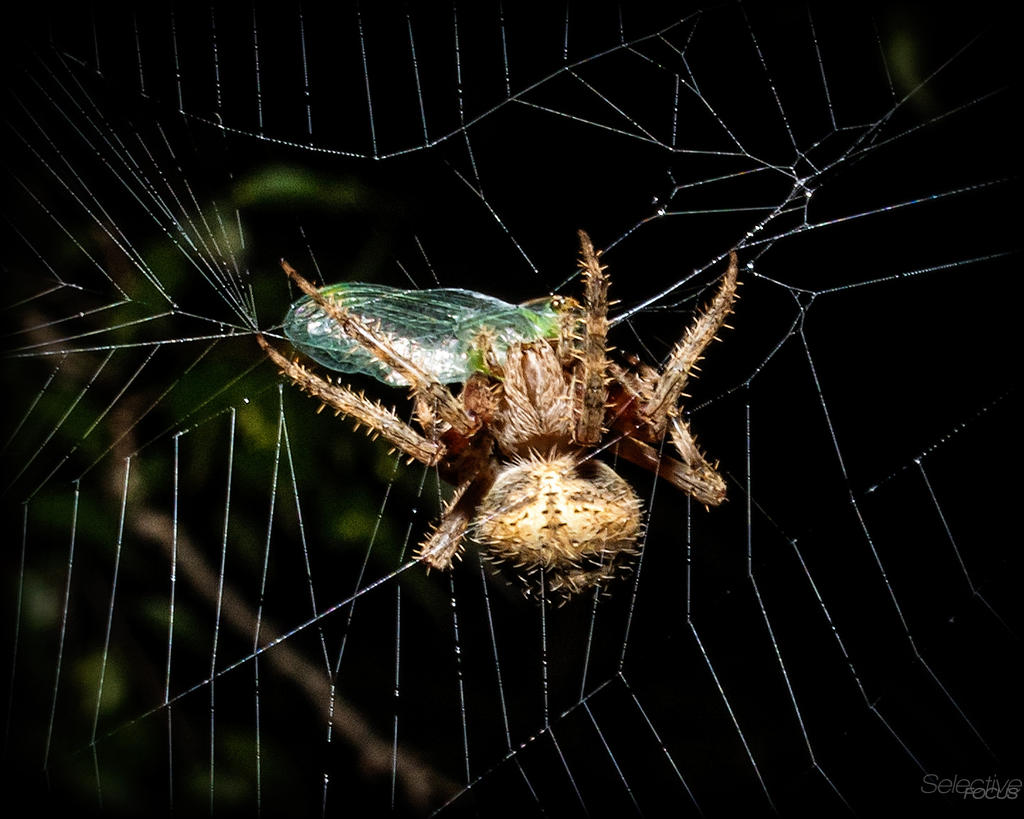 Spiderweb7.jpg