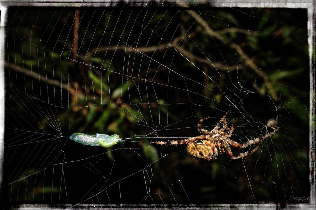 Spiderweb8.jpg
