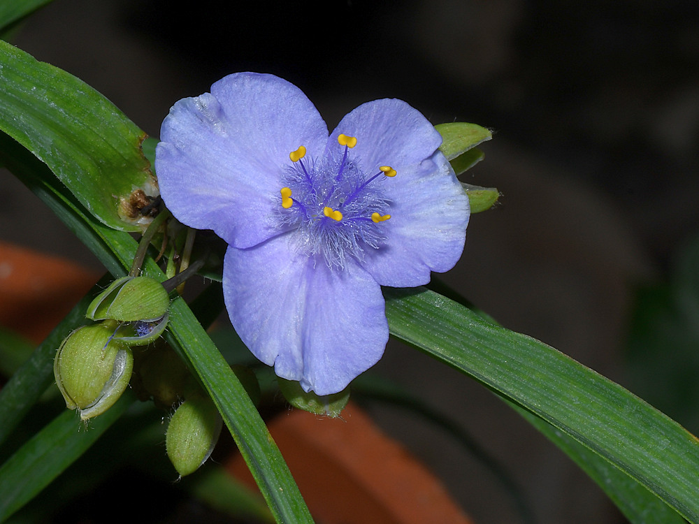 Spiderwort.jpg