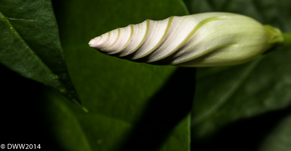 Spiral Birth (1 of 1).jpg