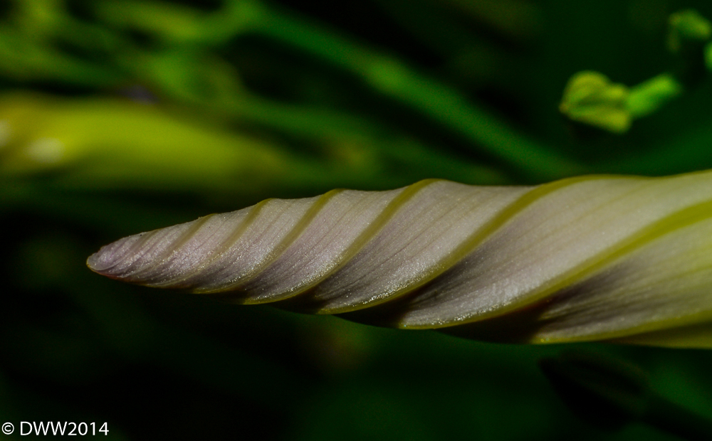 Spiral Birth 2 (1 of 1).jpg