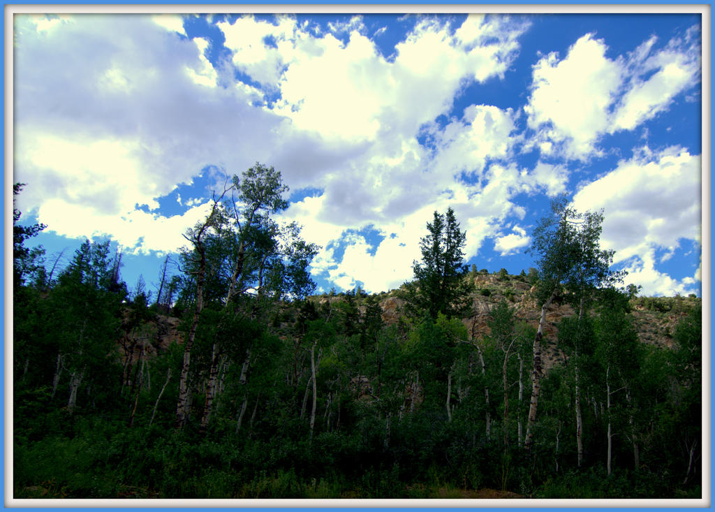 Spirit Lake Aspen Trees.jpg
