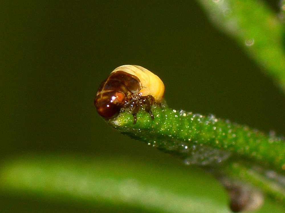 Spittlebug.jpg