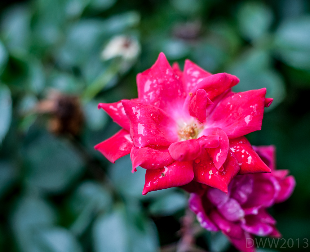 Splotchy Rose (1 of 1).jpg