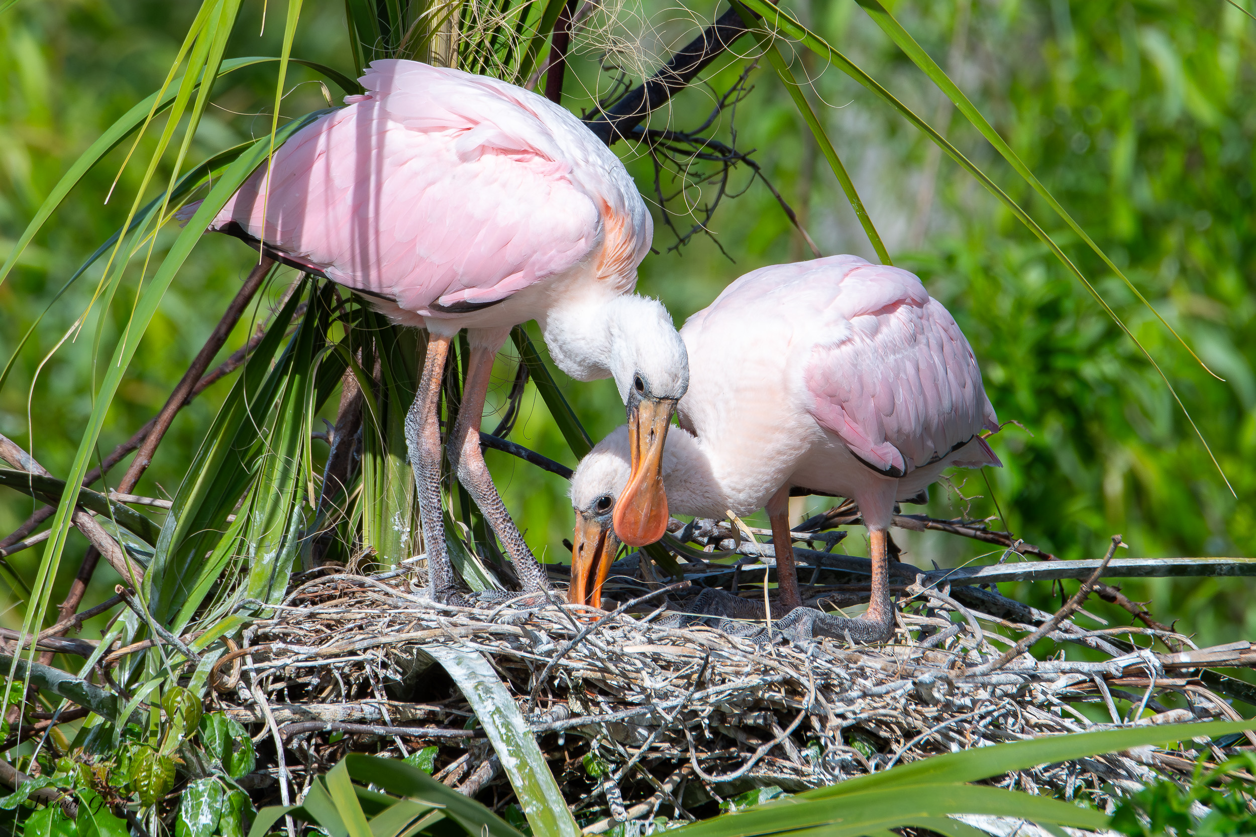 SpoonbillBabies-675.jpg