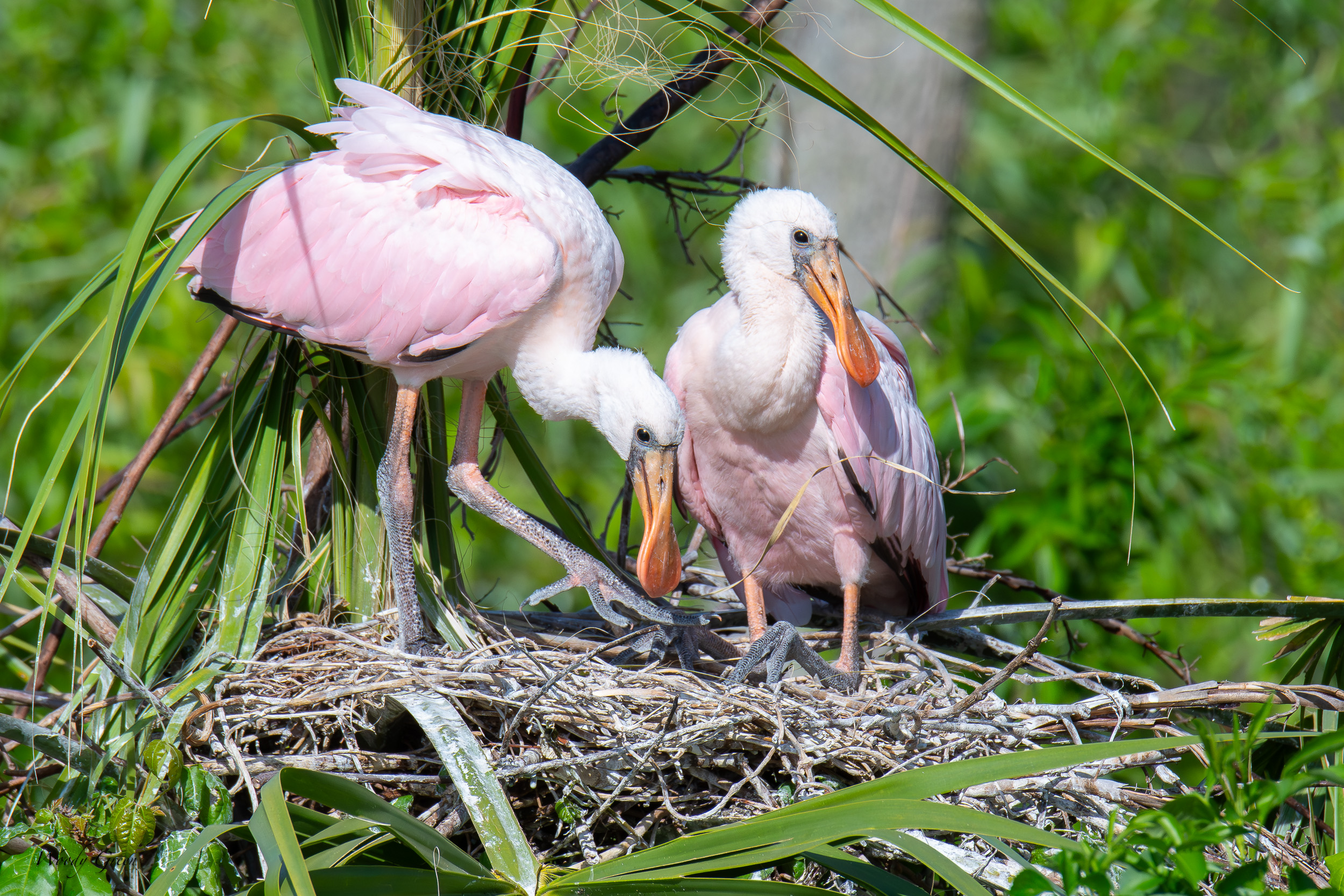 SpoonbillBabies-676.jpg