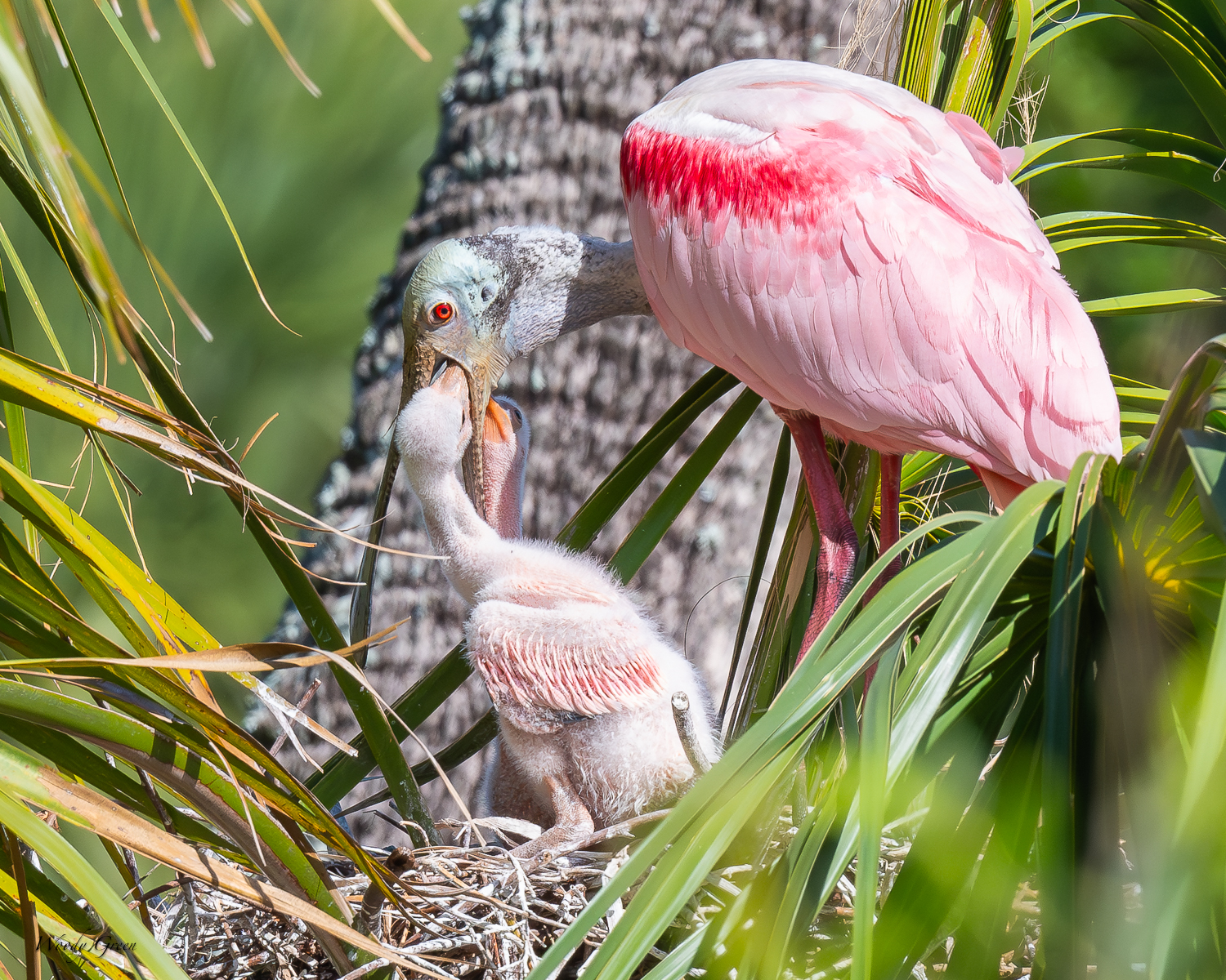 SpoonbillFeeding-561.jpg