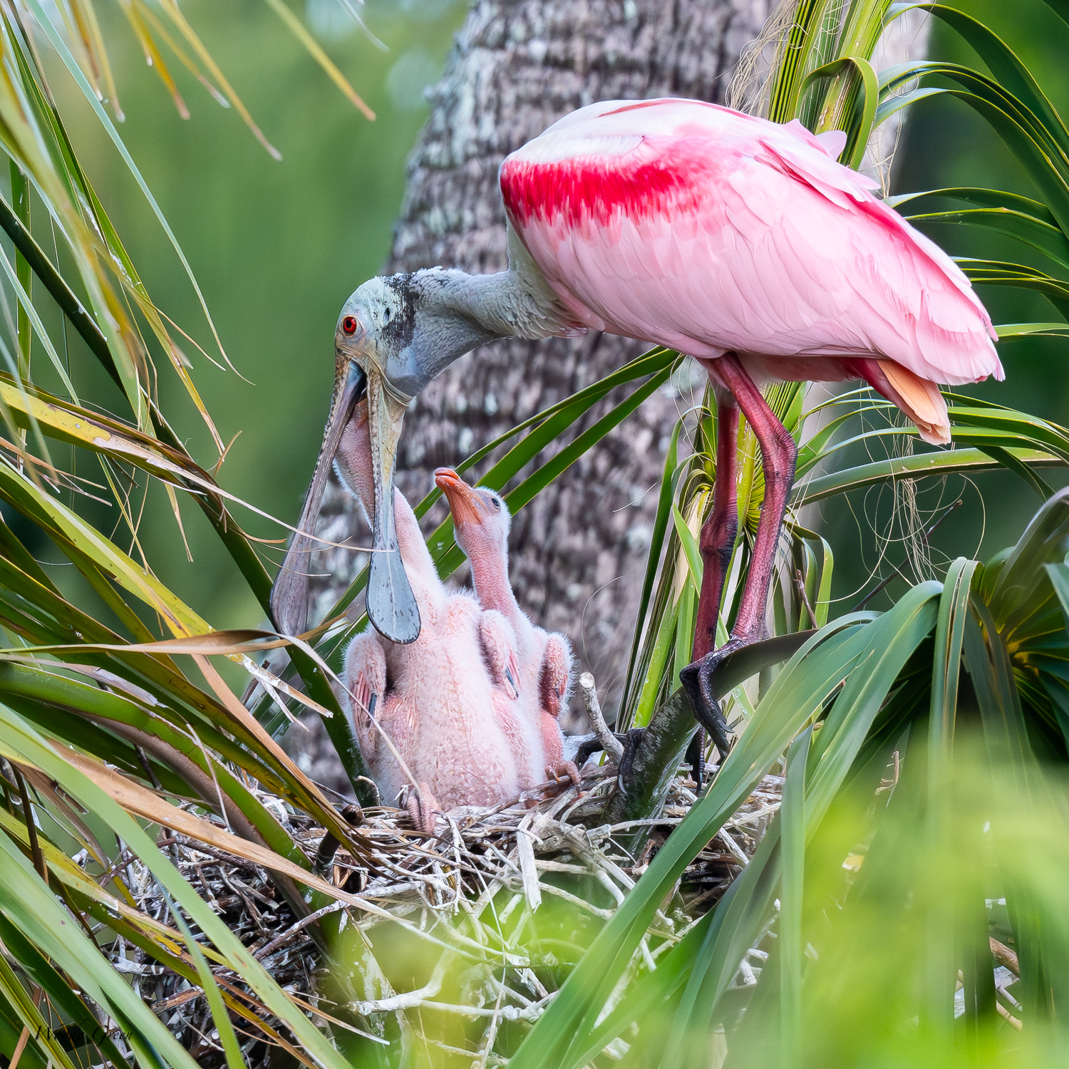 SpoonbillFeeding-562.jpg