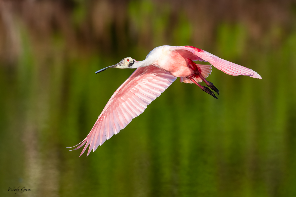 SpoonbillFlight-587.jpg