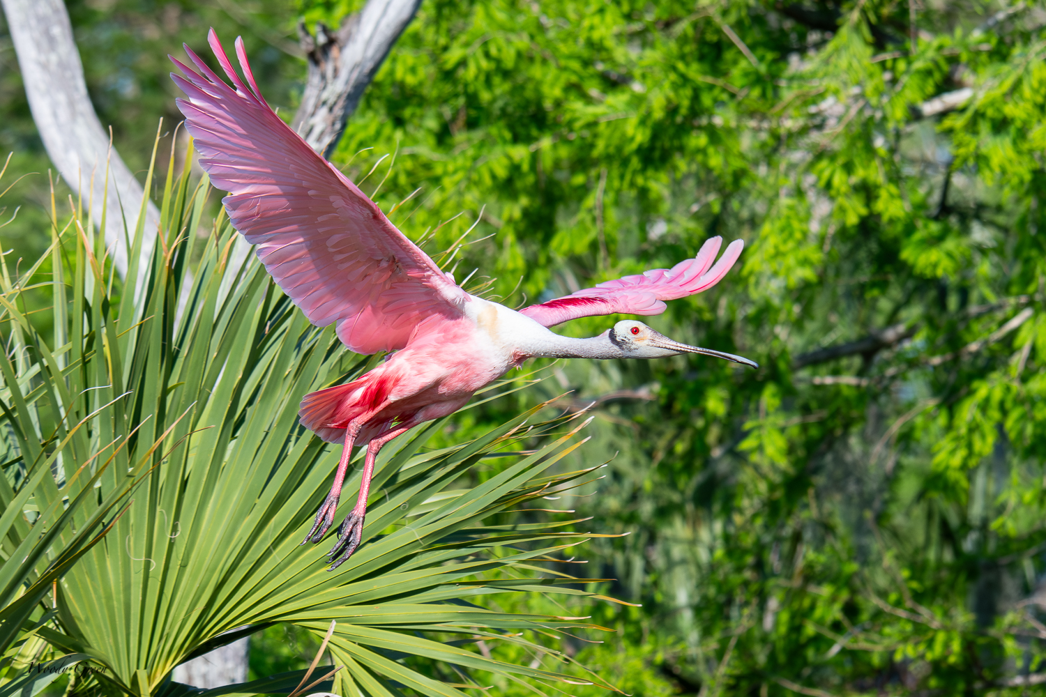 SpoonbillFlight-605.jpg
