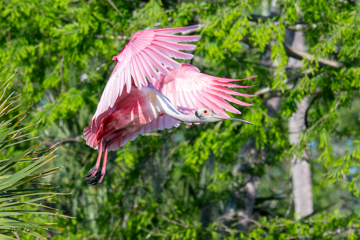 SpoonbillFlight-606.jpg