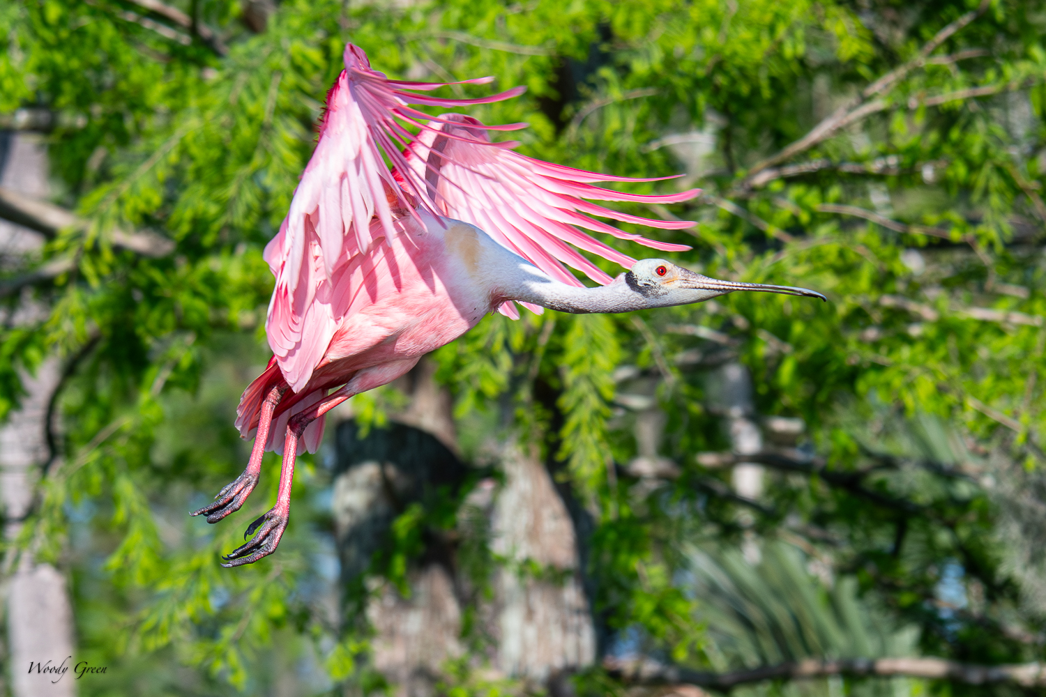 SpoonbillFlight-608.jpg