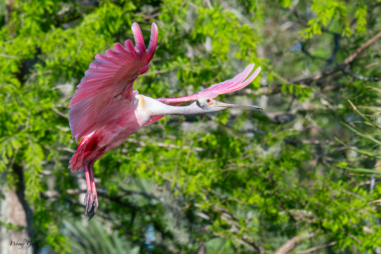 SpoonbillFlight-609.jpg