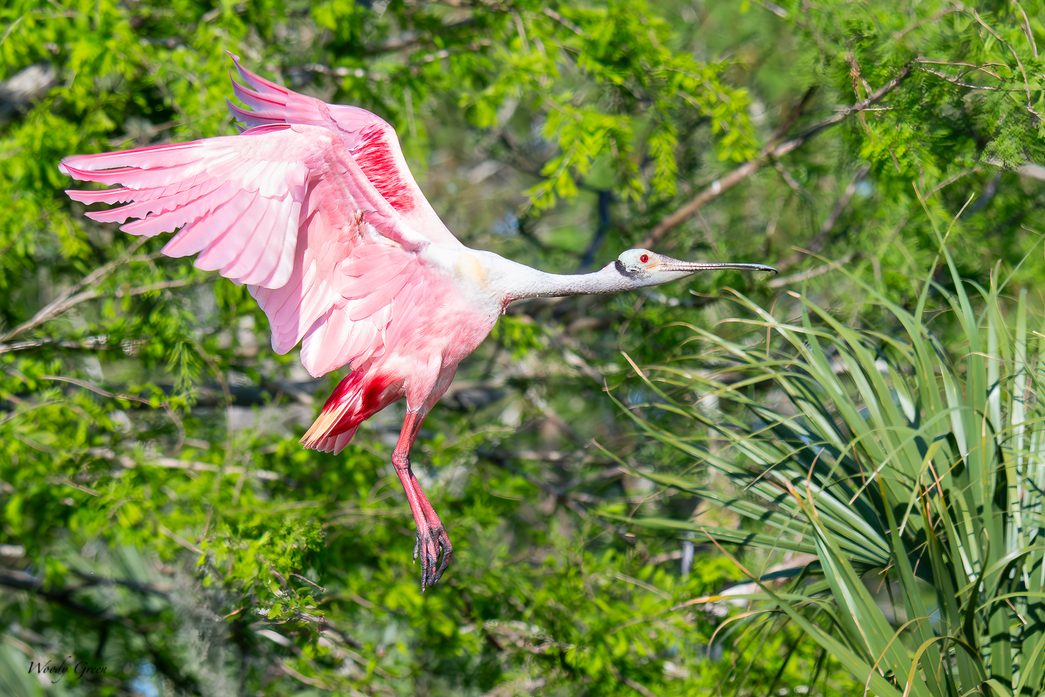 SpoonbillFlight-610.jpg