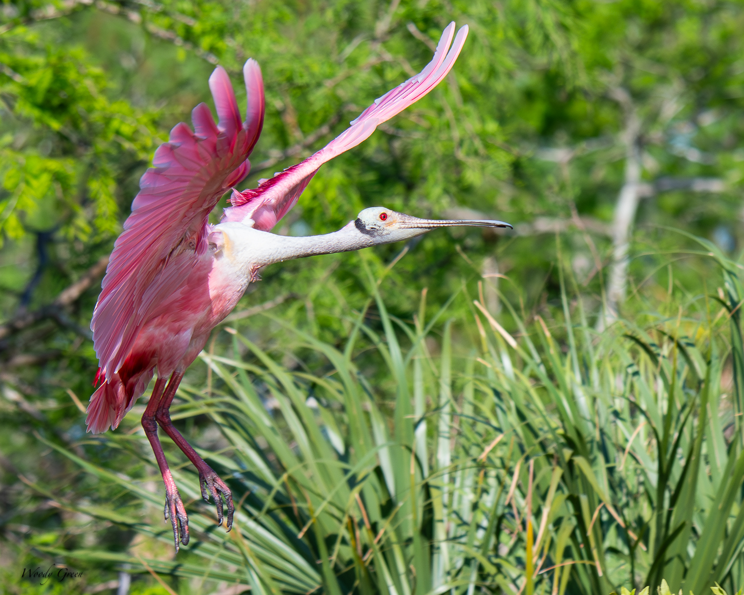 SpoonbillFlight-611.jpg