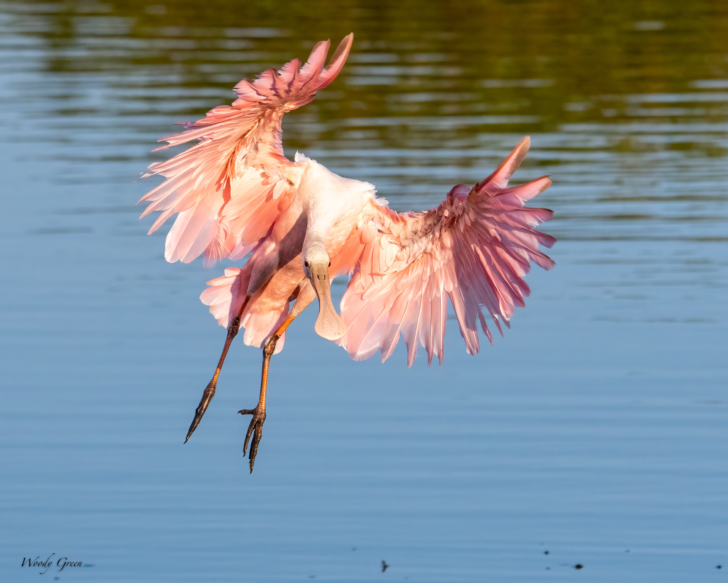 SpoonbillJuvieLanding-591.jpg