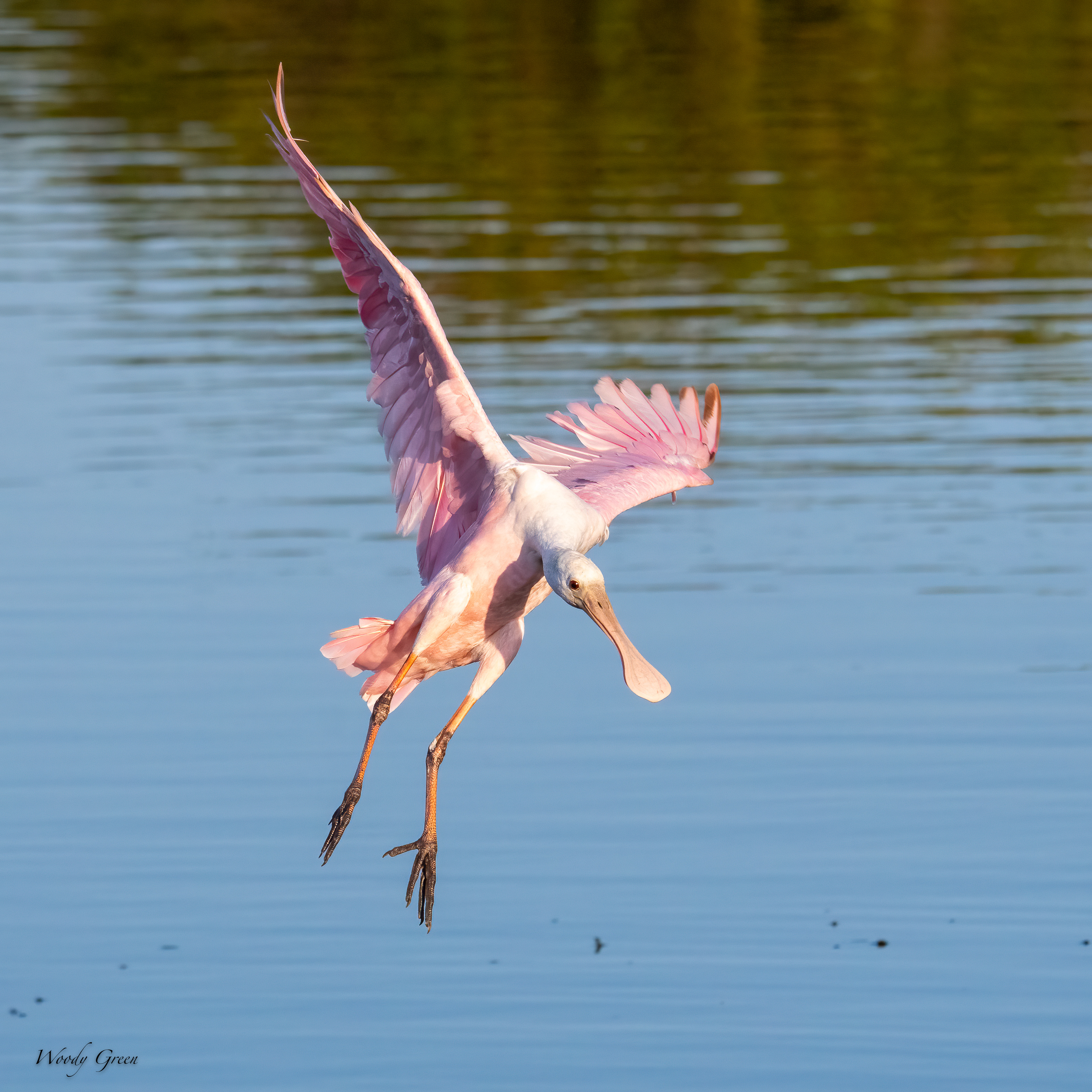 SpoonbillJuvieLanding-592.jpg