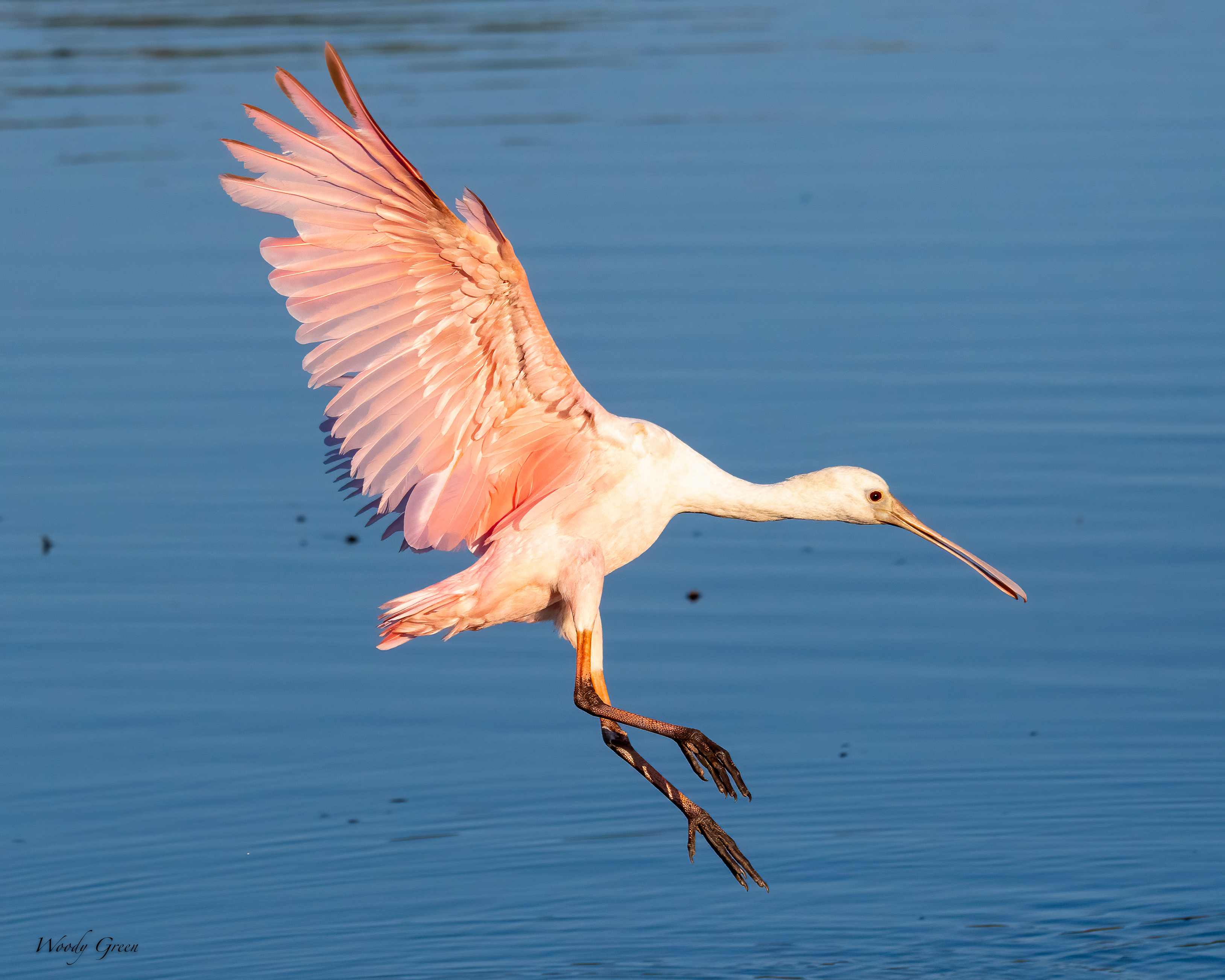 SpoonbillJuvieLanding-594.jpg
