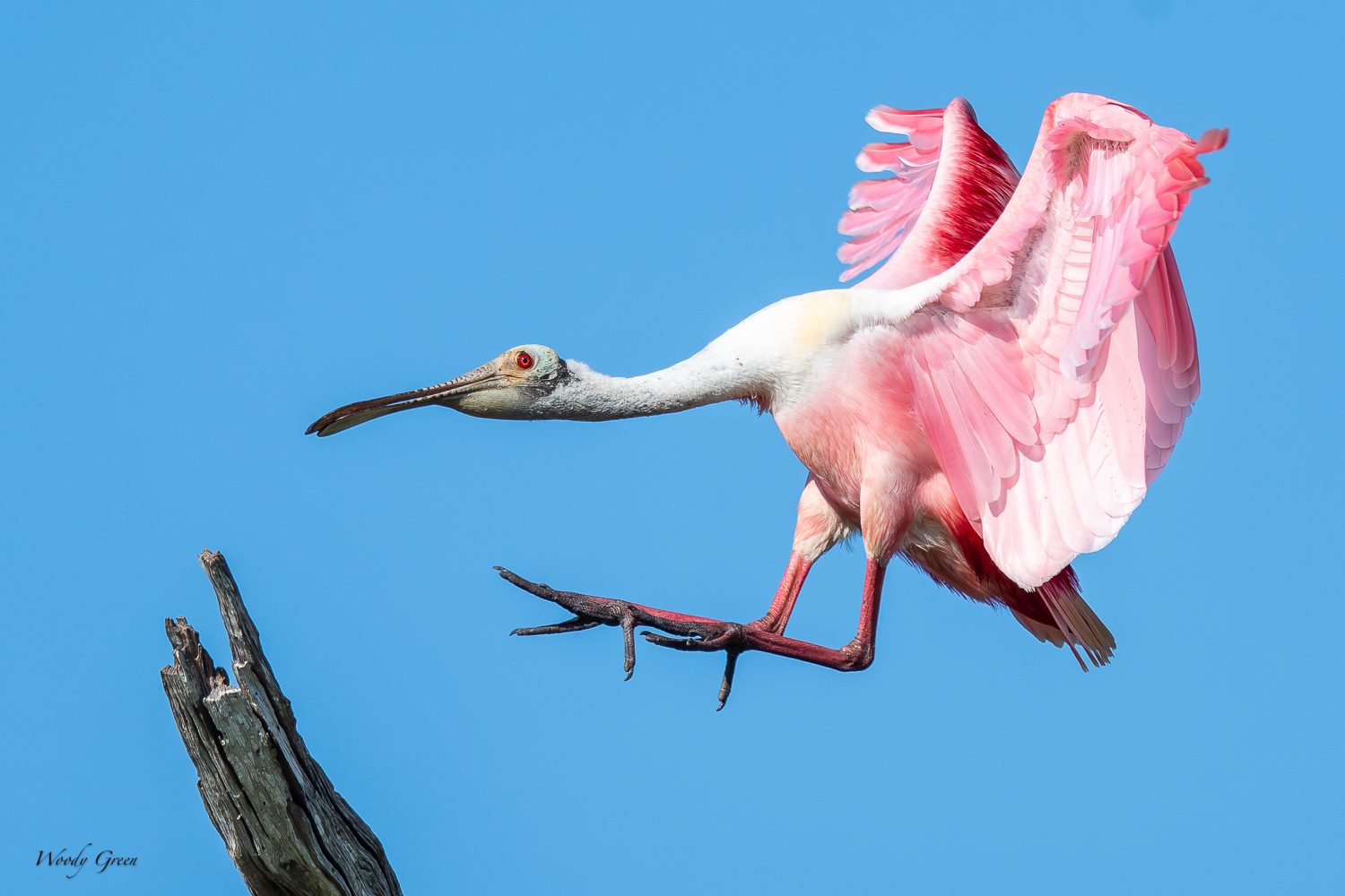 SpoonbillLanding-561.jpg