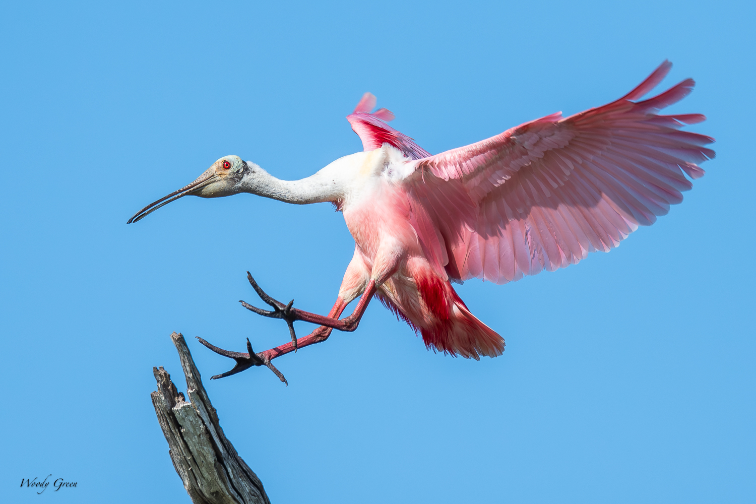 SpoonbillLanding-562.jpg