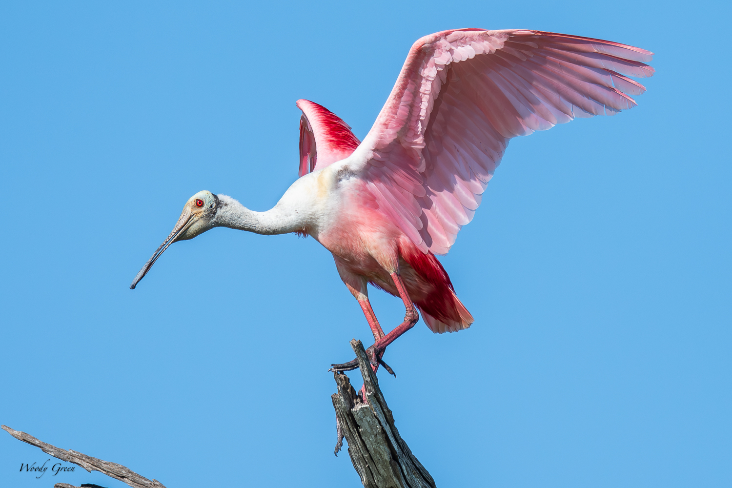 SpoonbillLanding-563.jpg