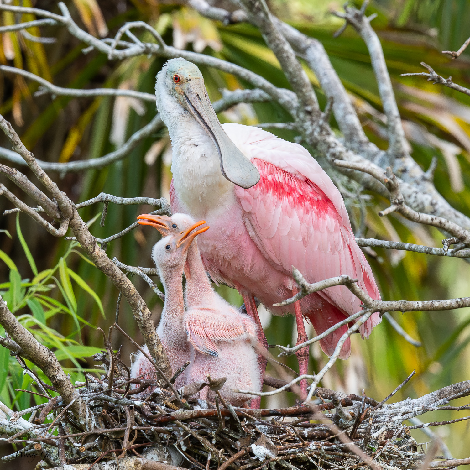 SpoonbillNest-562.jpg