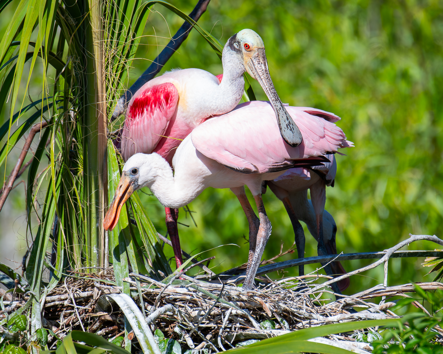 SpoonbillNest-565.jpg