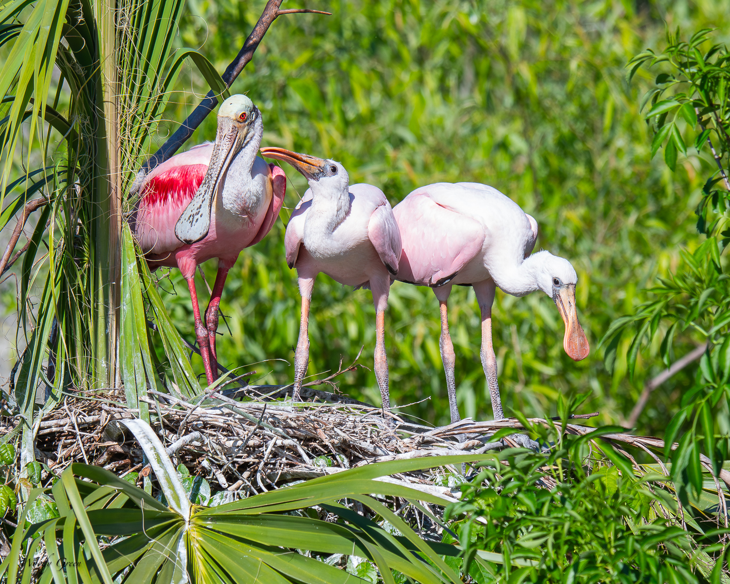 SpoonbillNest-566.jpg