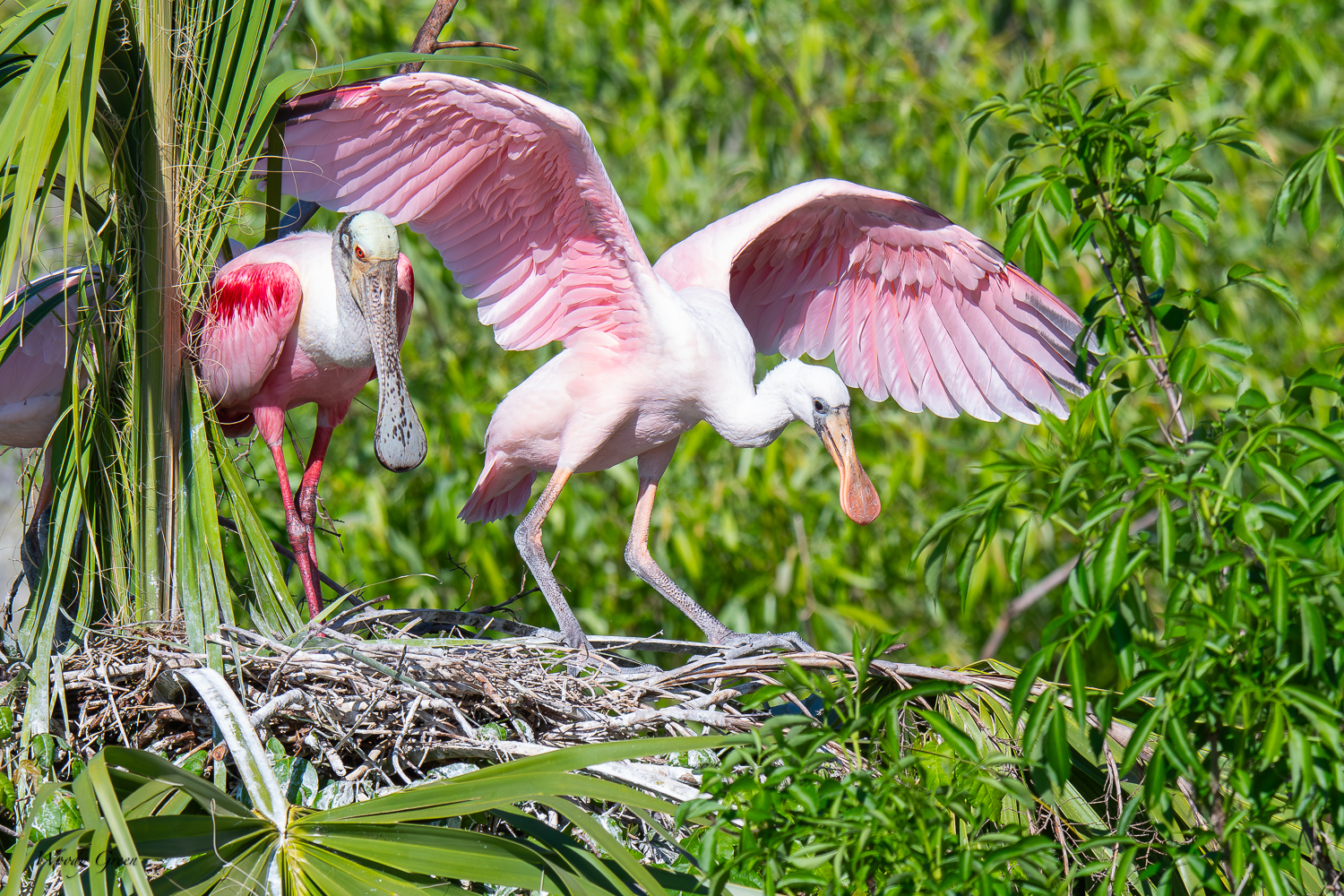 SpoonbillNest-567.jpg