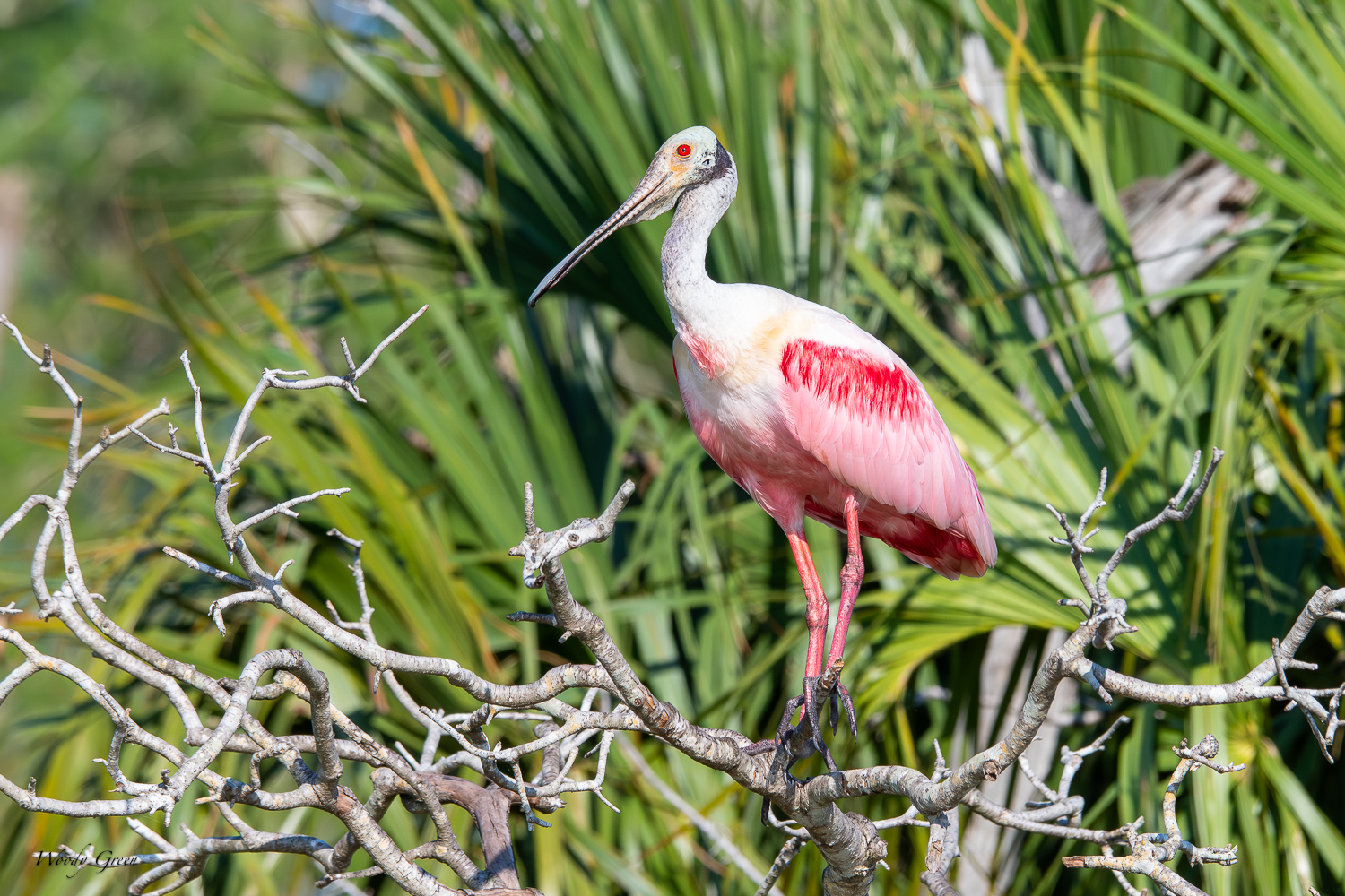 SpoonbillPerched-566.jpg