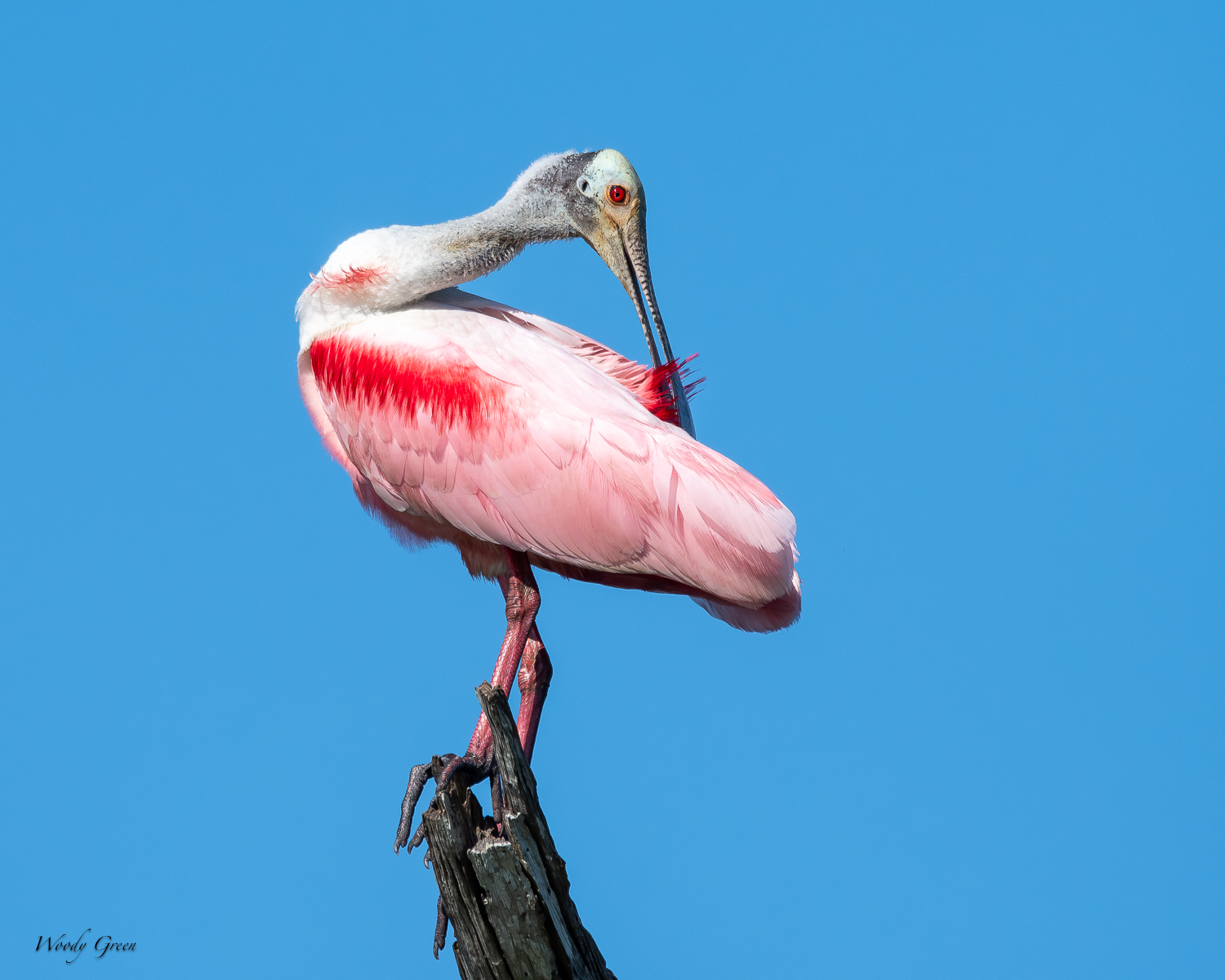 SpoonbillPerched-567.jpg