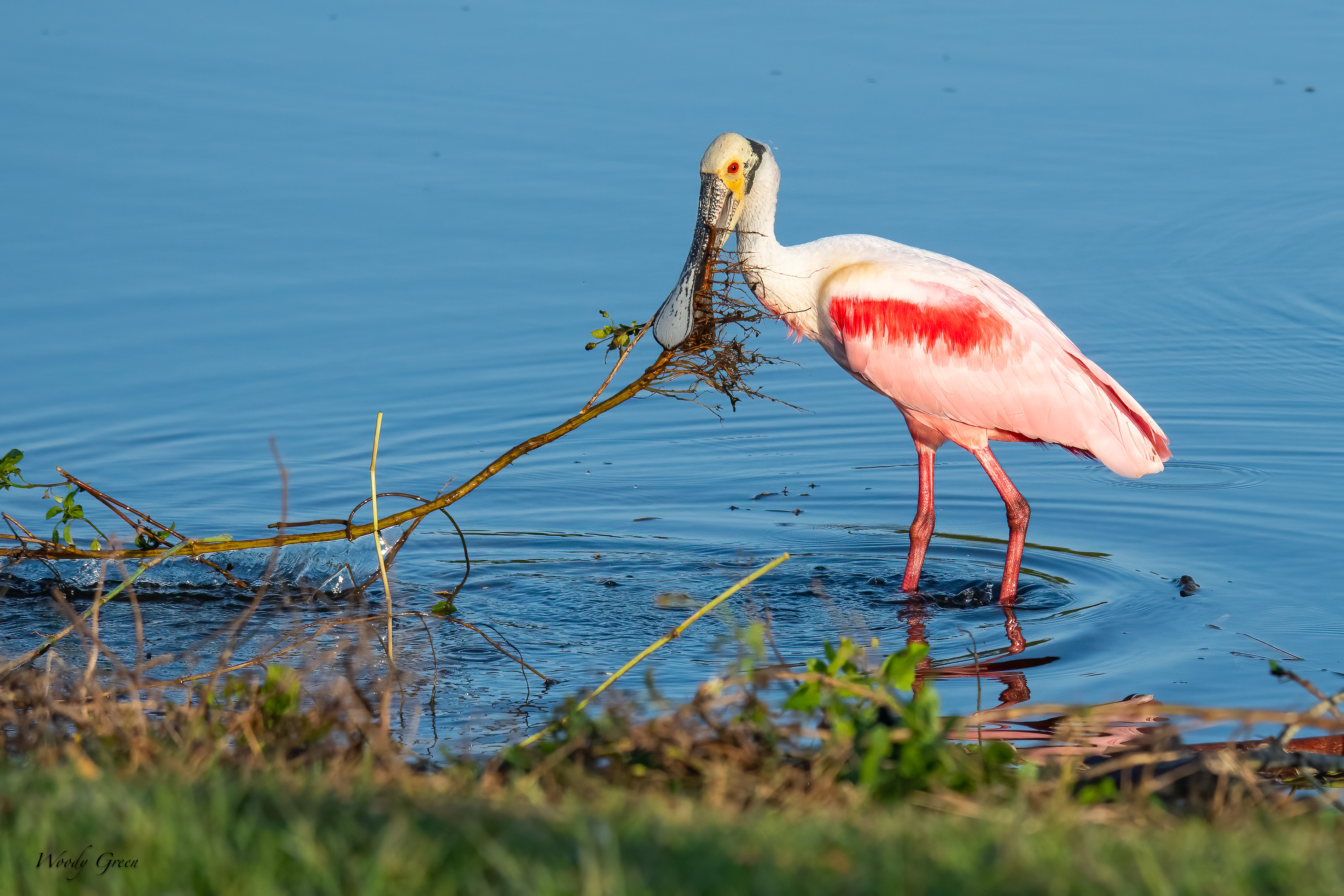 SpoonbillStick-592.jpg