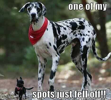 spot.jpg