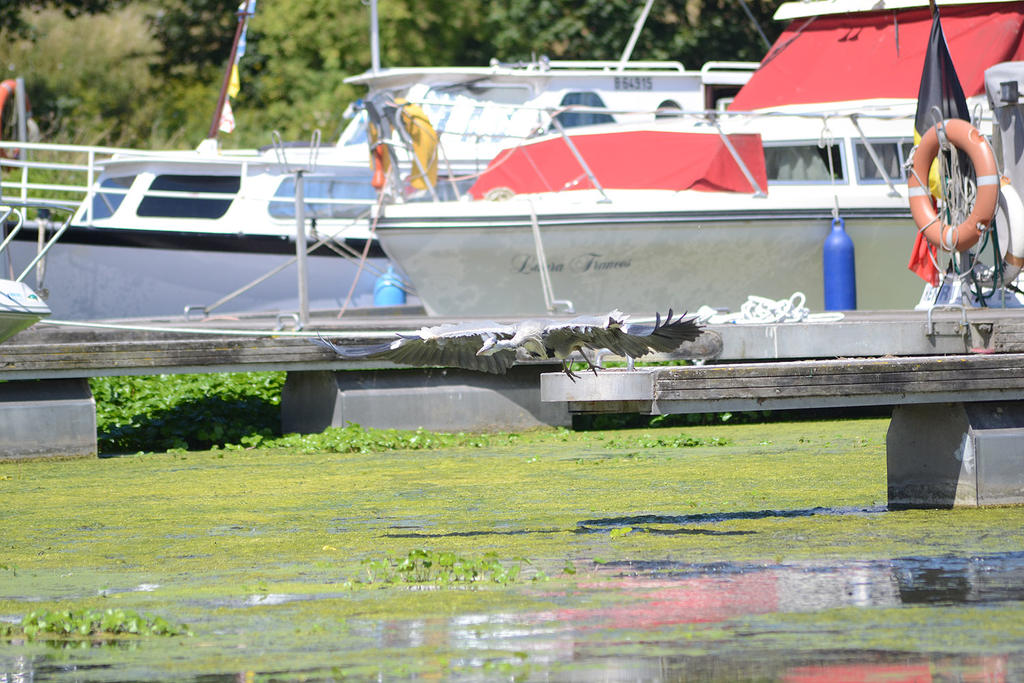 Spot the Heron.jpg