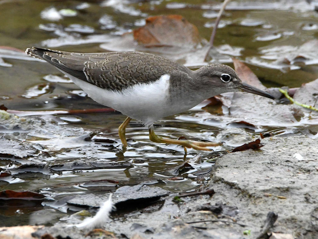 SpottedSandpiper.jpg