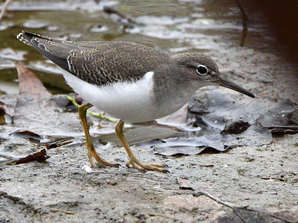 SpottedSandpiper2.jpg