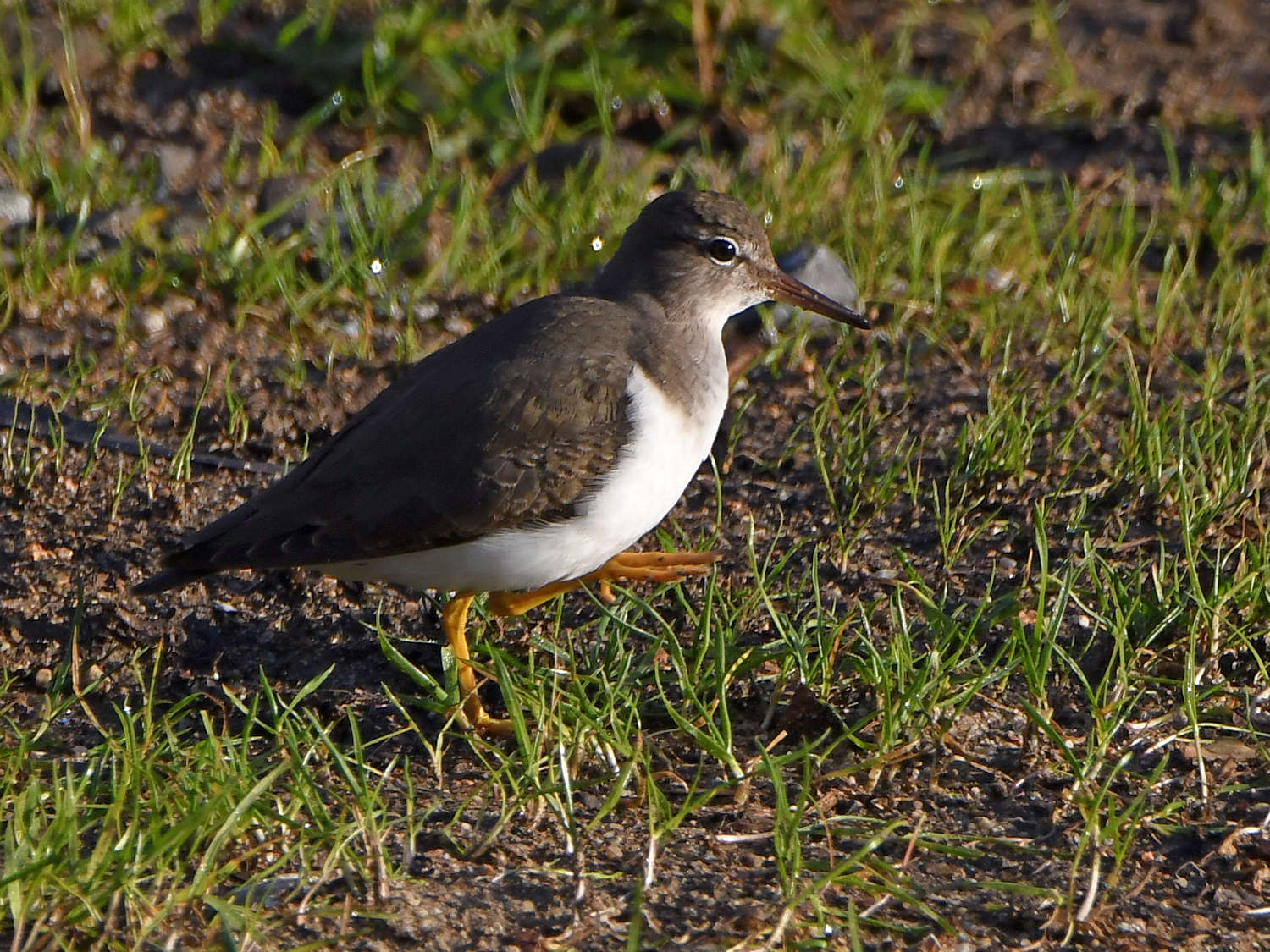 SpottedSandpiper2.jpg