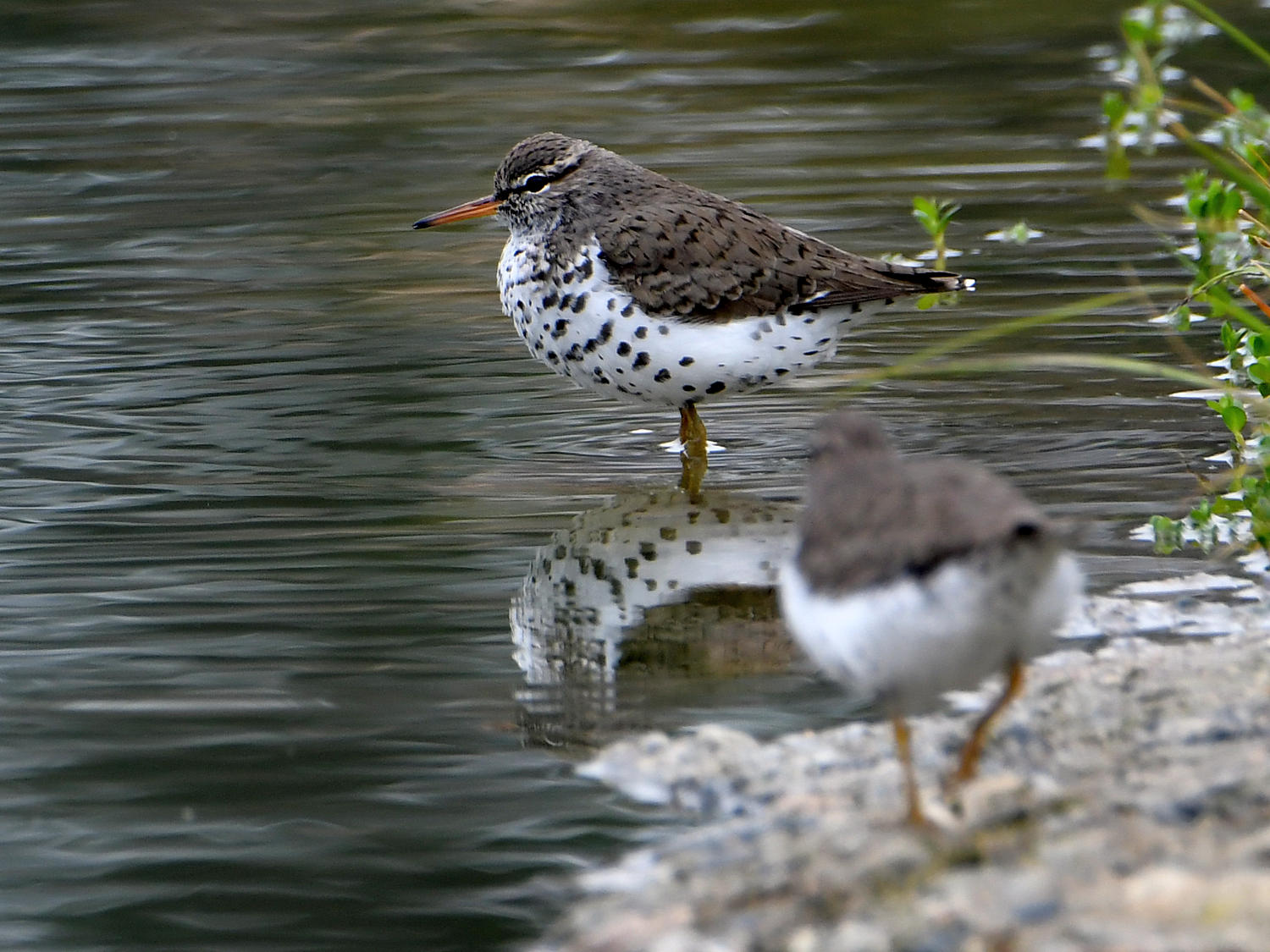 SpottedSandpiper2.jpg