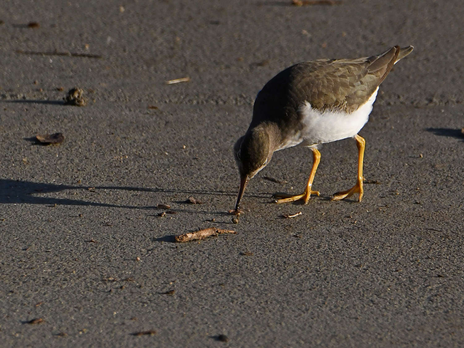 SpottedSandpiper3.jpg
