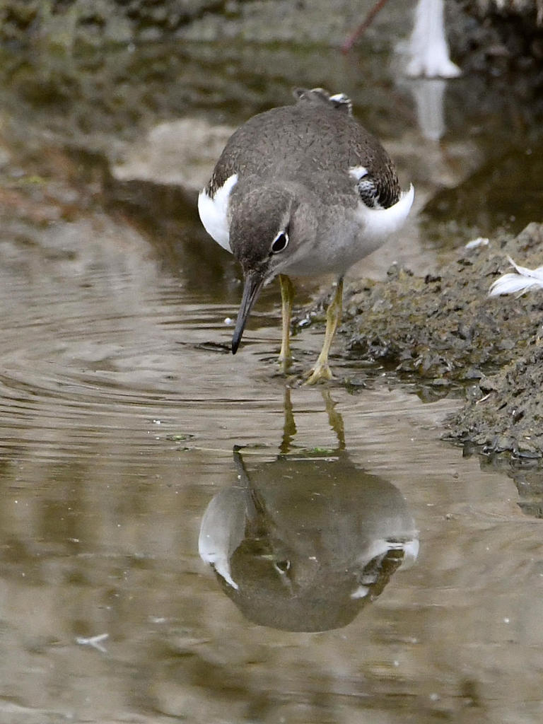 SpottedSandpiper4.jpg