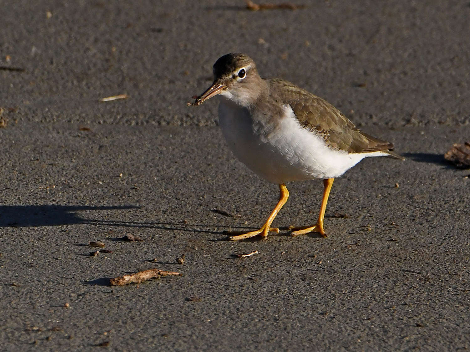 SpottedSandpiper4.jpg