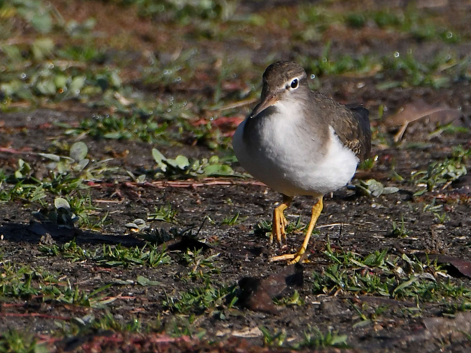 SpottedSandpiper5.jpg